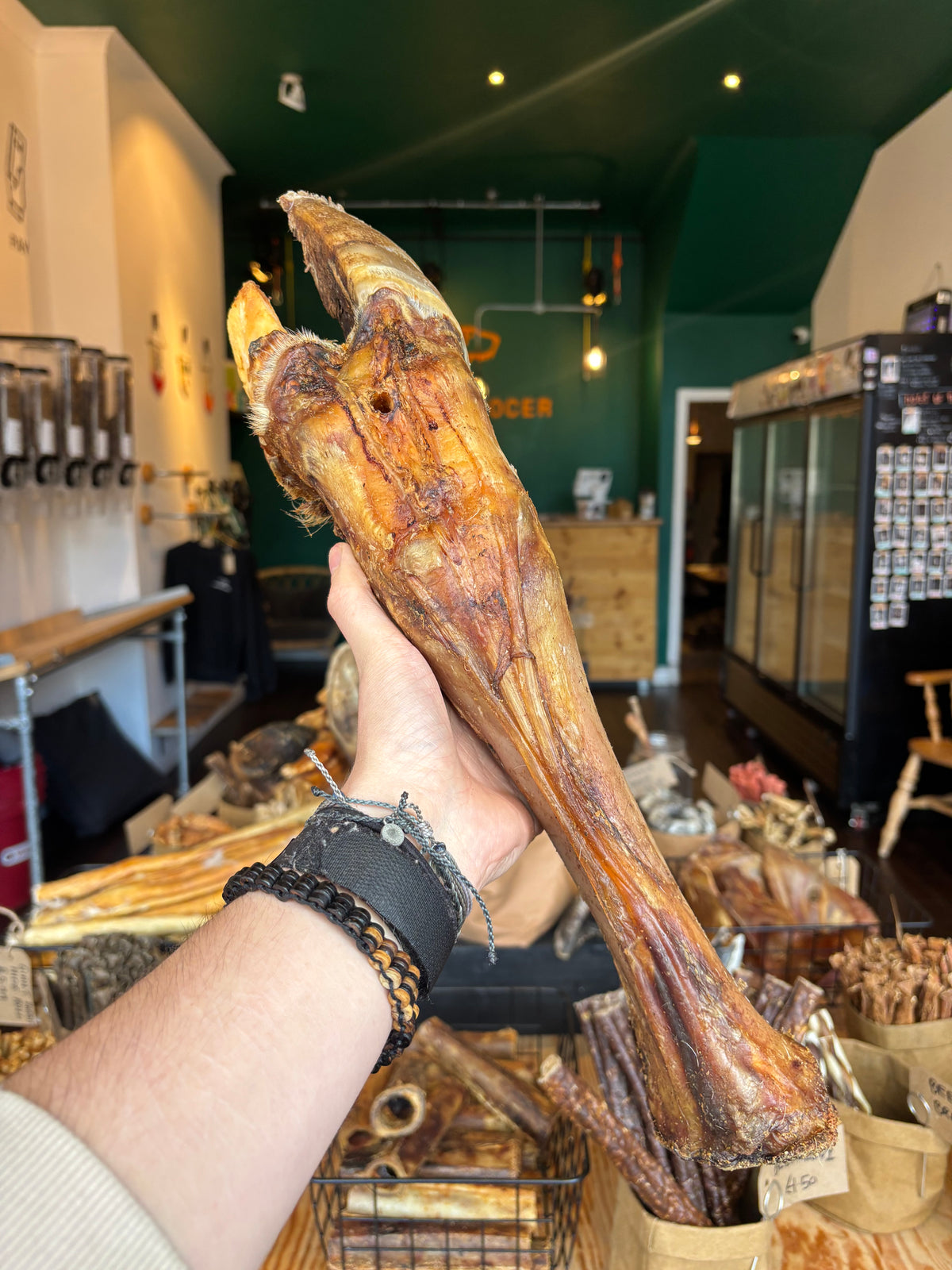 Cow leg without hoof