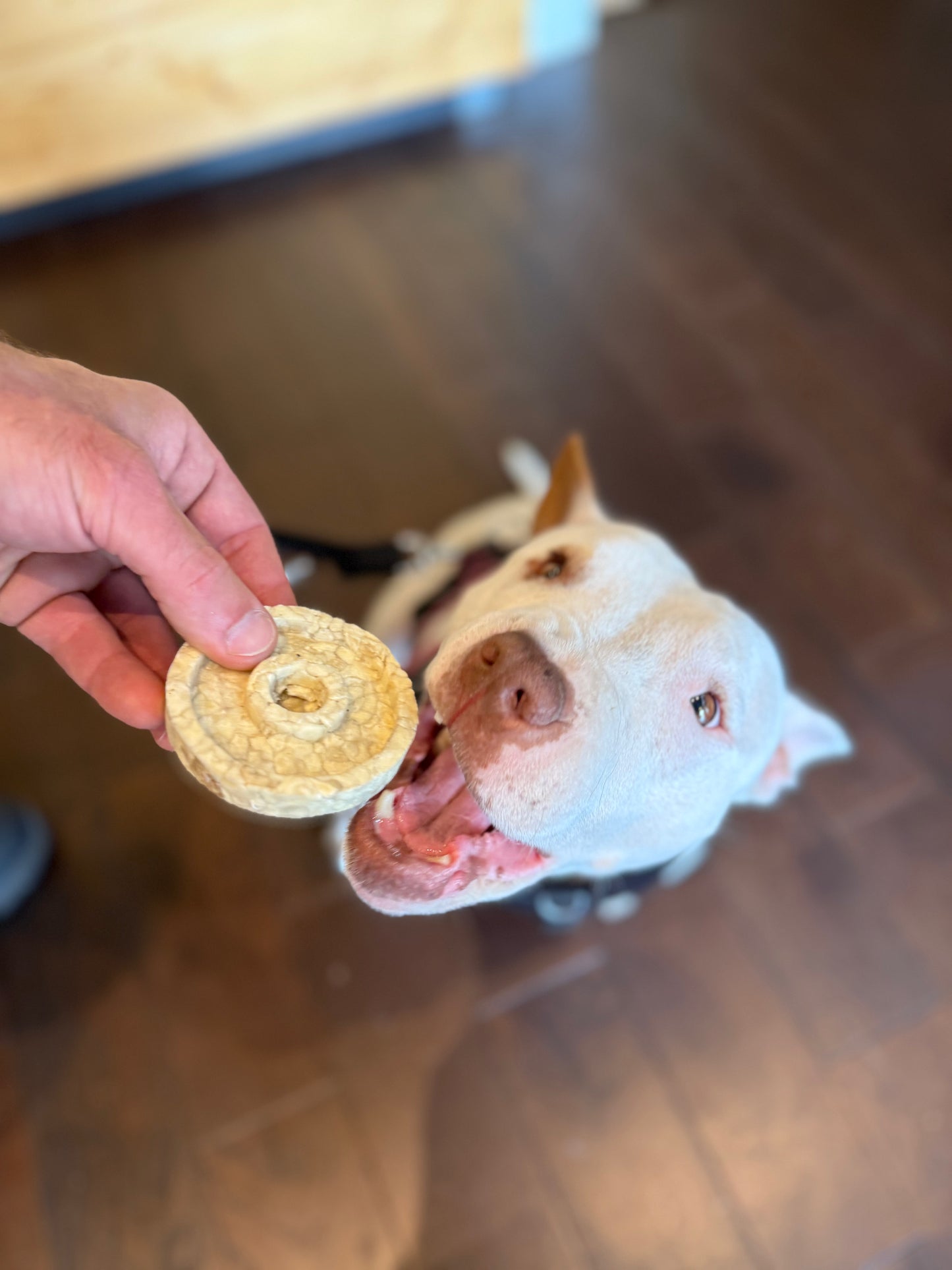 Collagen Bagel