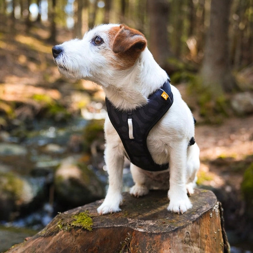 Woolly Wolf Roam Harness Black