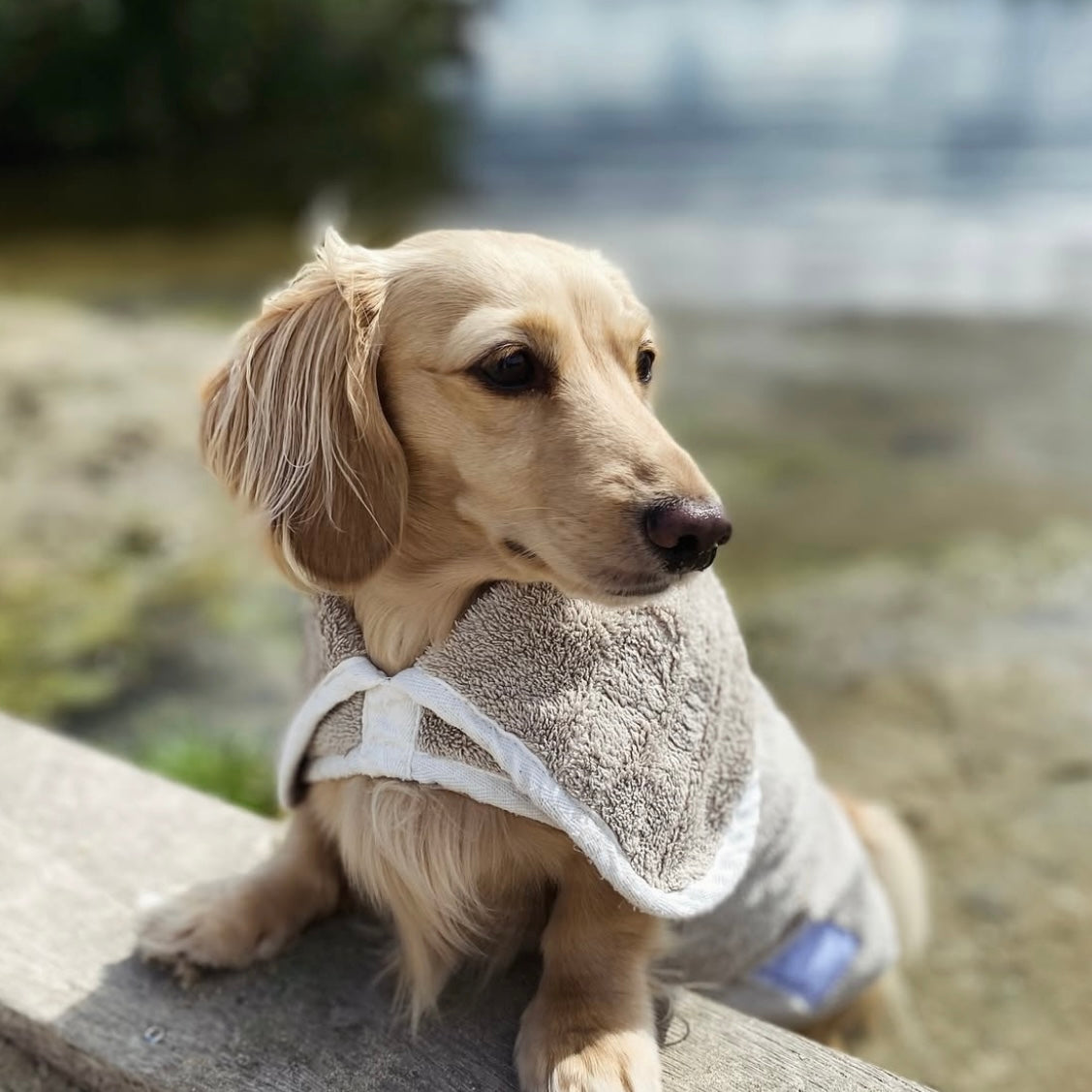 Pastel Pooch Drying Robe Latte