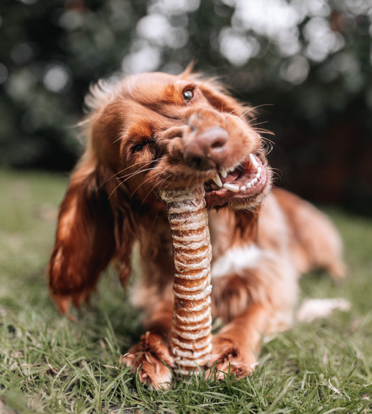 Bully Tube