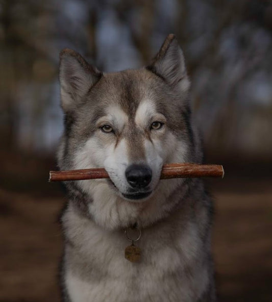 Pizzle Stick
