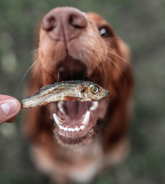 Sprats