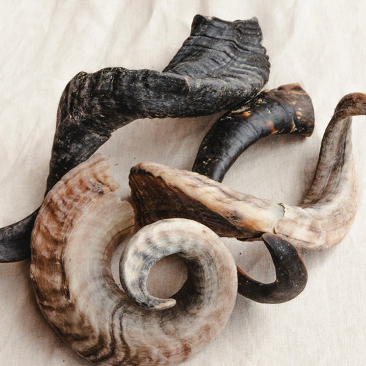 Lamb Horn