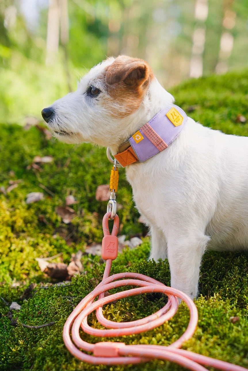 Woolly Wolf Alpha Collar