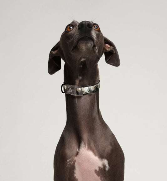 EDDGY COLLAR