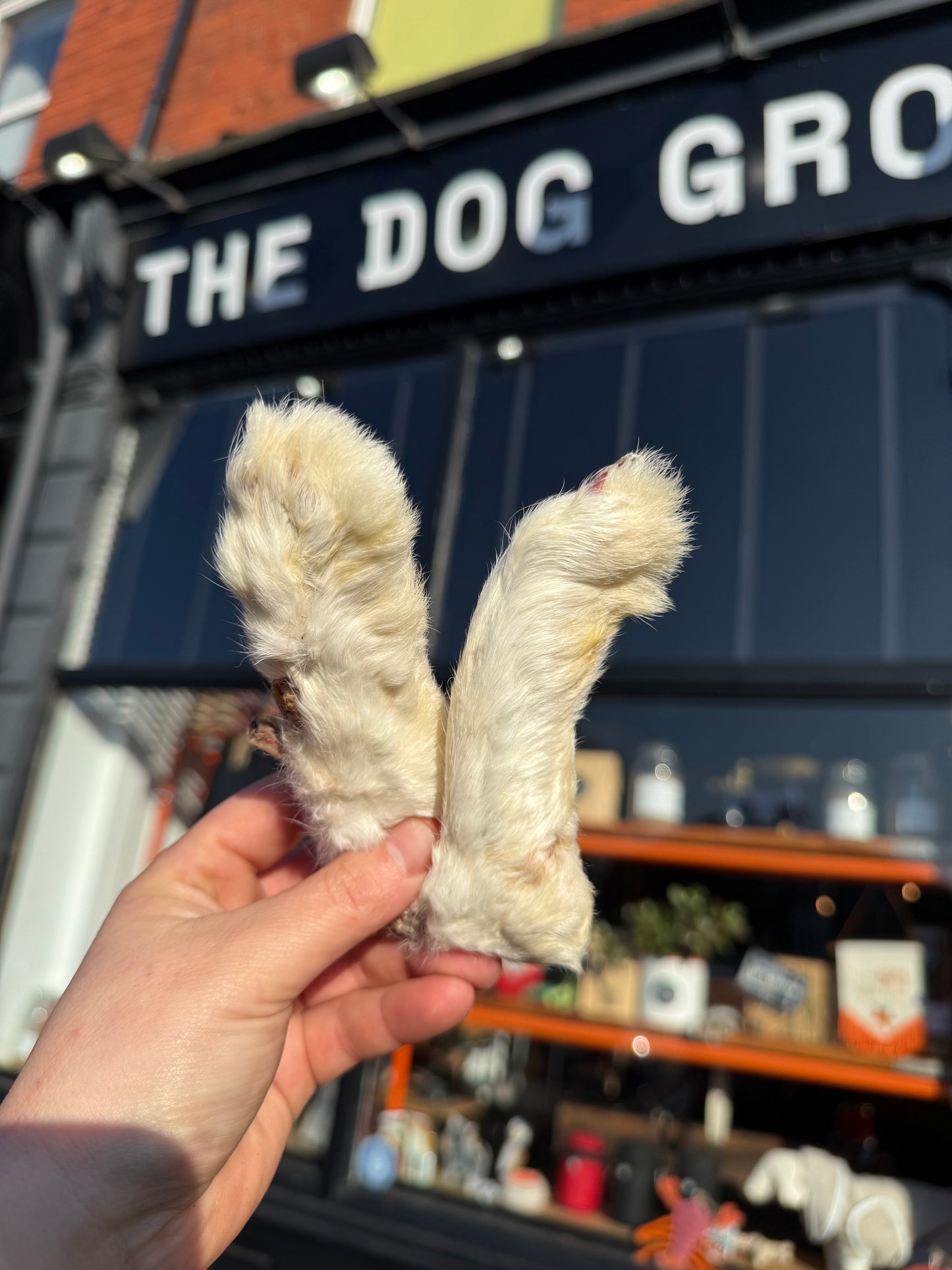 Hairy Rabbit Foot