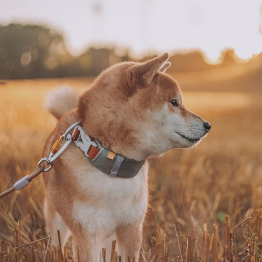 Woolly Wolf Alpha Collar