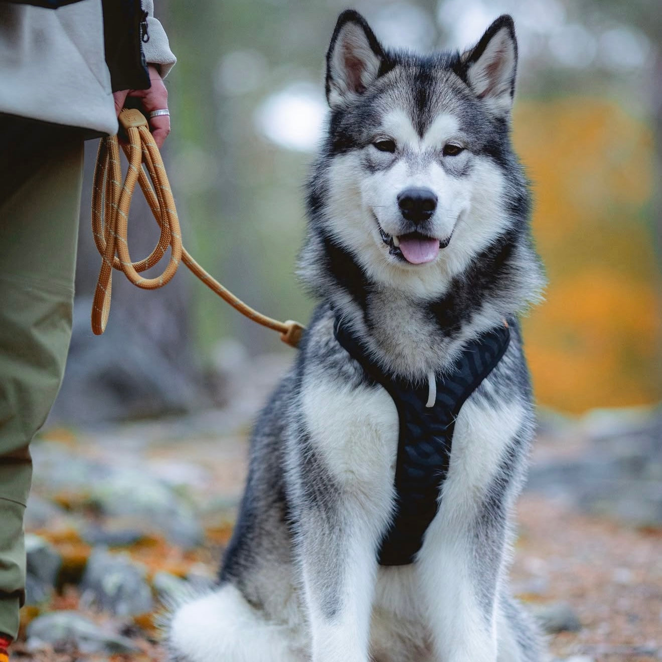 Woolly Wolf Roam Harness Black