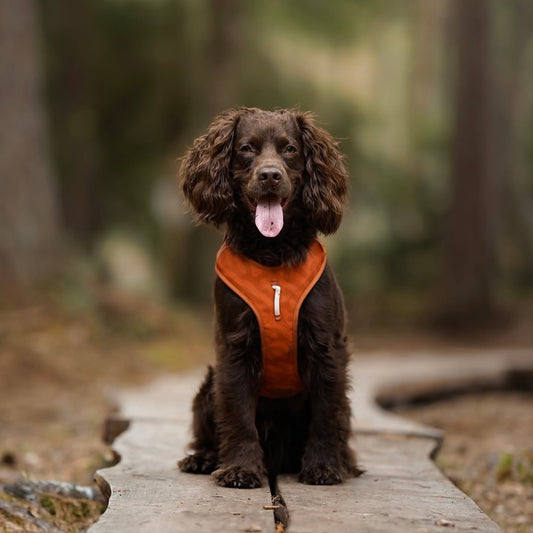 Woolly Wolf Roam Harness Orange