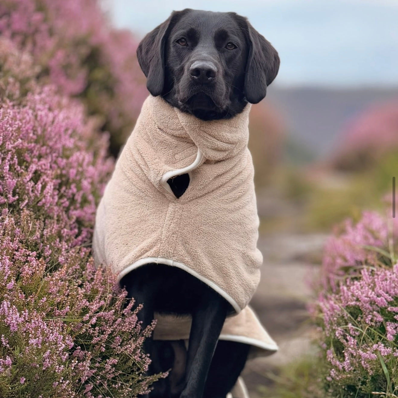 Pastel Pooch Drying Robe Latte
