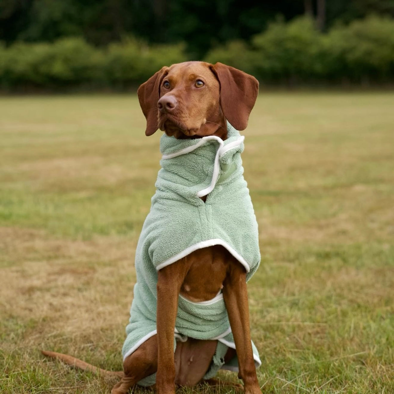 Pastel Pooch Drying Robe Sage