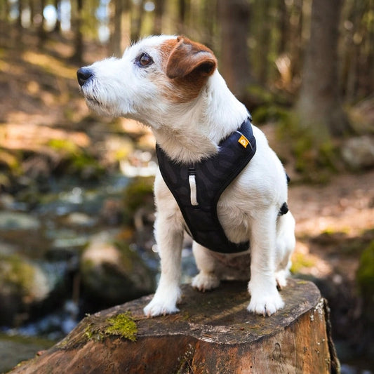 Woolly Wolf Roam Harness Black