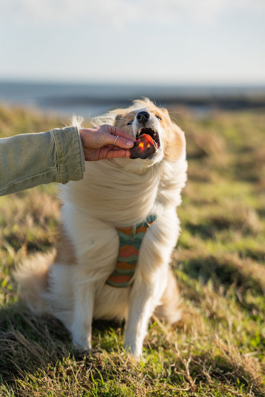 Pig Snout