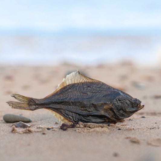 Flounder Fish