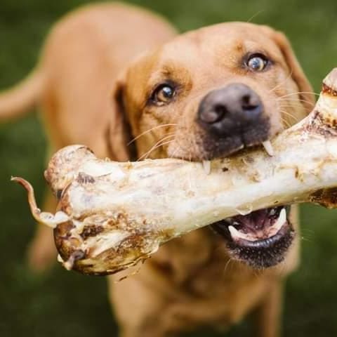 Ostrich Marrow Bone