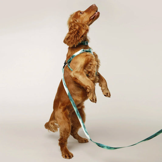 EDDGY HARNESS
