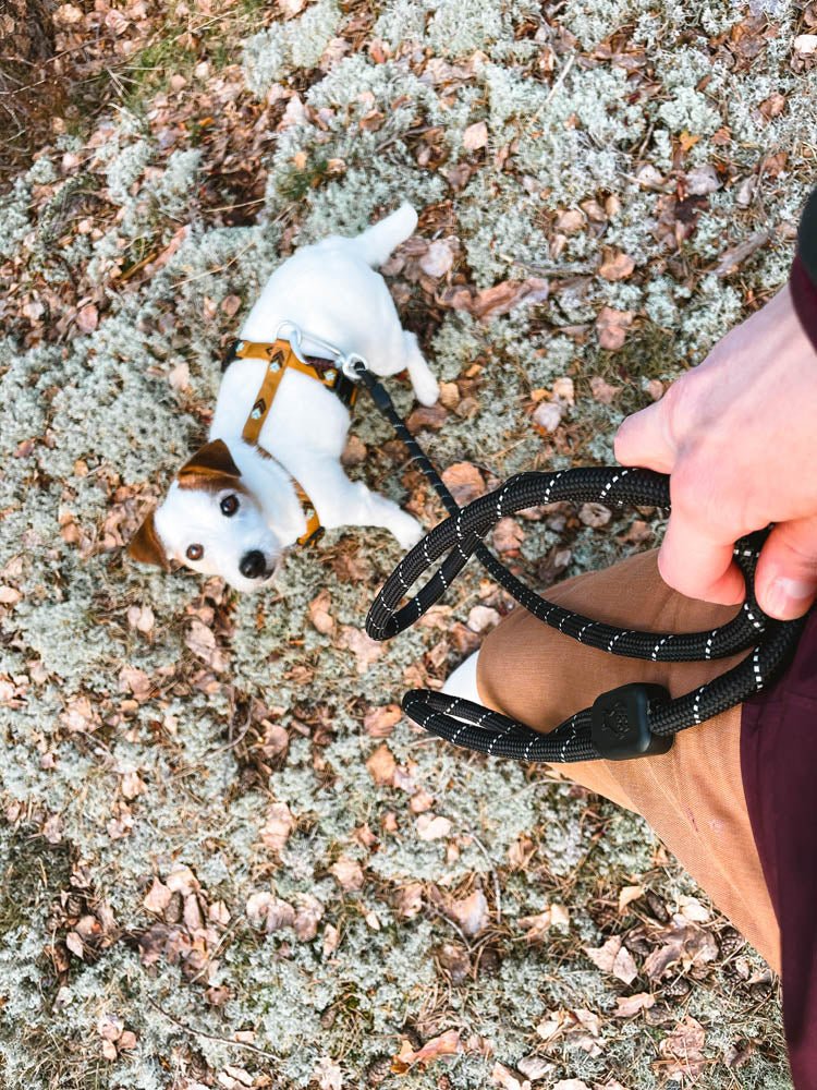 Woolly Wolf Rope Leash
